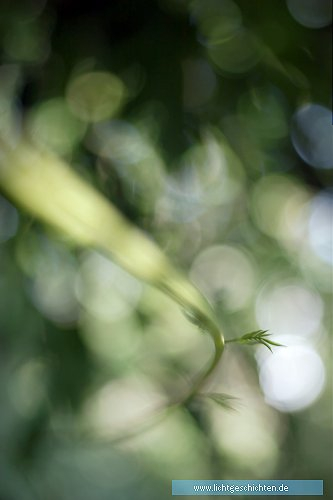 photo abstrakt grün flora 