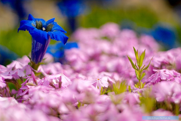 photo blau blumen blüten lila violett flora wallpaper 