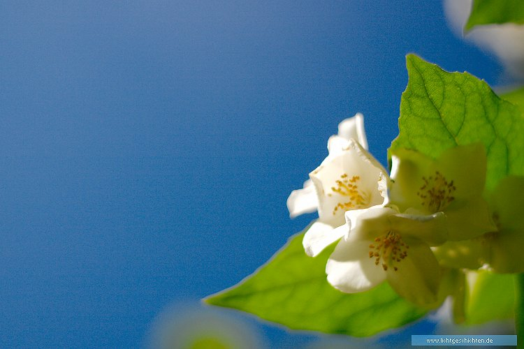 photo blau blumen blüten wallpaper _weiß flora 