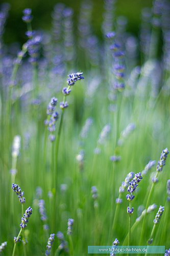 photo blumen grün lavendel lila violett flora 