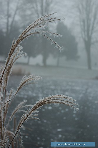 photo 4_winter frost jahreszeiten 
